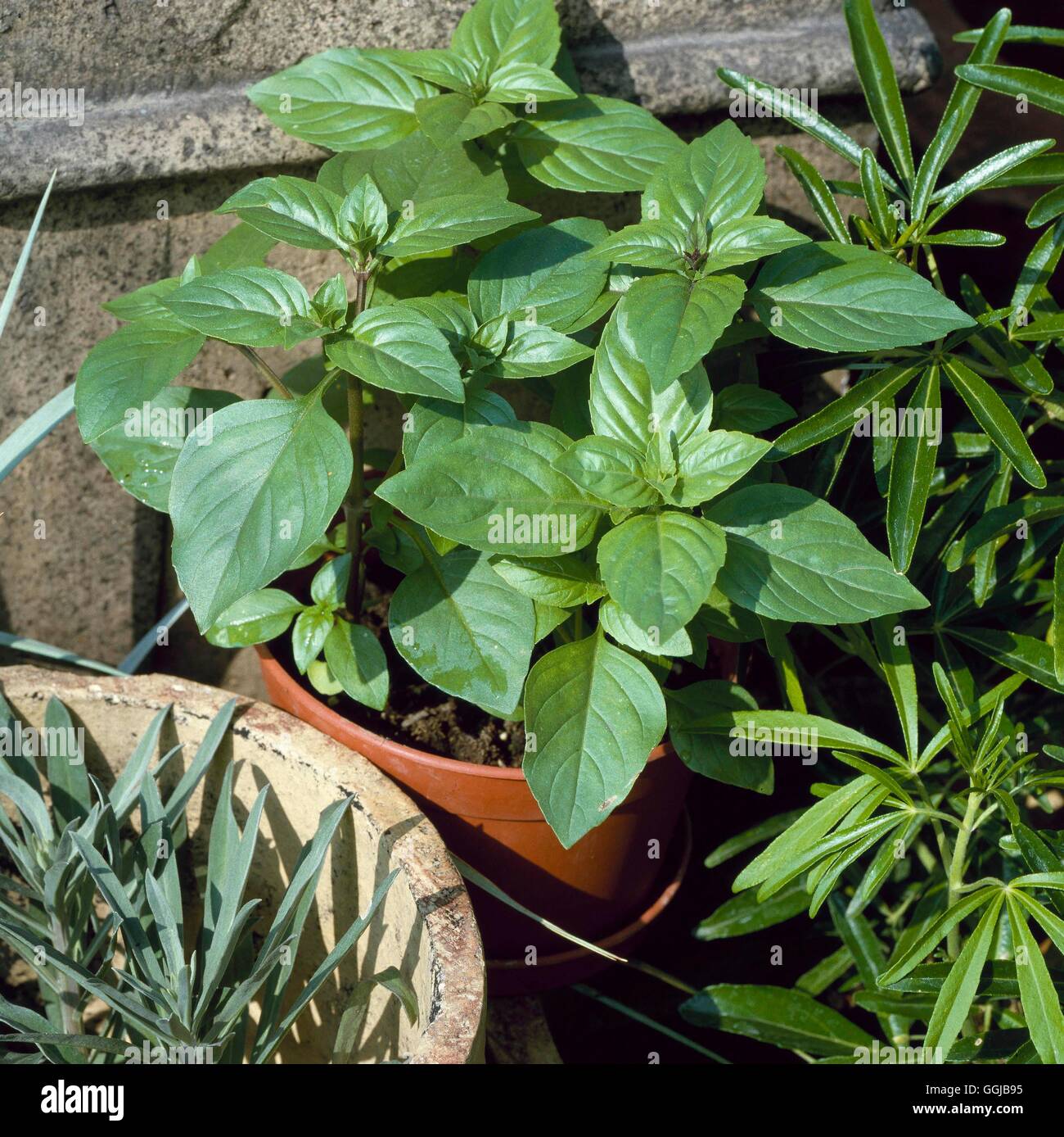 Basil - Cinnamon - (Ocimum basilicum `Cinnamon')   HER057352 Stock Photo